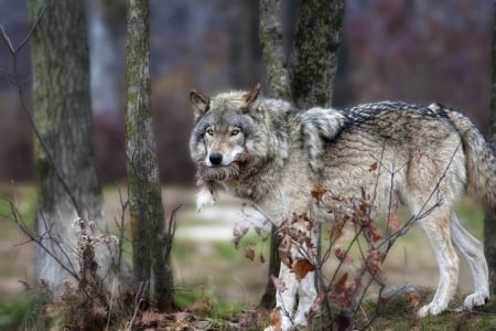 timber wolf - canislupus, wallpaper, black, wolf, wolves, white, wisdom, timber, howling, saying