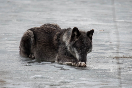 black wolf - canislupus, wallpaper, black, wolf, wolves, white, wisdom, timber, howling, saying