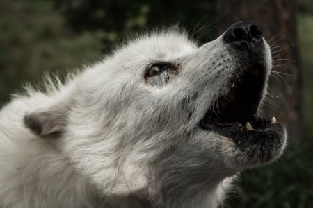 Face - canislupus, wallpaper, black, wolf, wolves, white, wisdom, timber, howling, saying