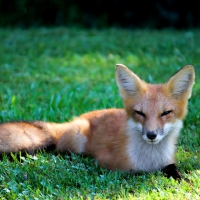 Cute Red Fox 