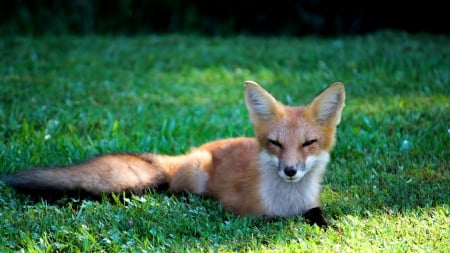 Cute Red Fox  - wide screen, wildlife, dog, photography, animal, red fox, canine, photo