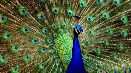 Regal Peacock 1 - bird, animal, avian, peacock, photography, photo, wildlife, wide screen