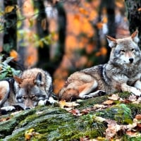 Autumn Wolves F1C