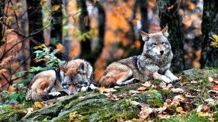 Autumn Wolves F1C - wolf, photography, canine, dog, photo, wide screen, wolves, animal, lobo