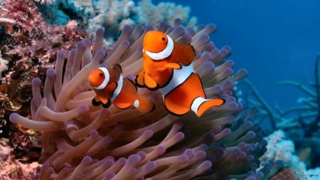 Clown Fish F2 - wide screen, wildlife, ocean, animals, photography, seascape, anemone, water, reef, clown, nature, coral, fish, clown fish, photo