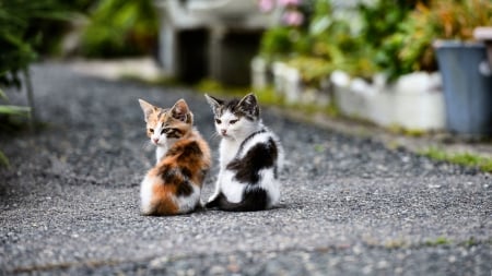 Colorful Kittens F2Cmp - wide screen, two, cat, kittens, photography, feline, pet, animal, photo