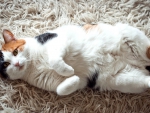 Calico Cat on the Shag Rug F