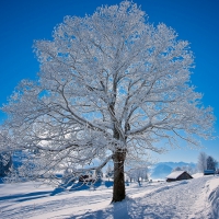 White Winter Tree