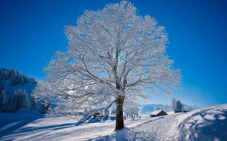 White Winter Tree - hills, cabin, landscape, snow, SkyPhoenixX1, hiils, frost, way, sun, house, winter, sunshine, road, tree, ice, coldness, nature