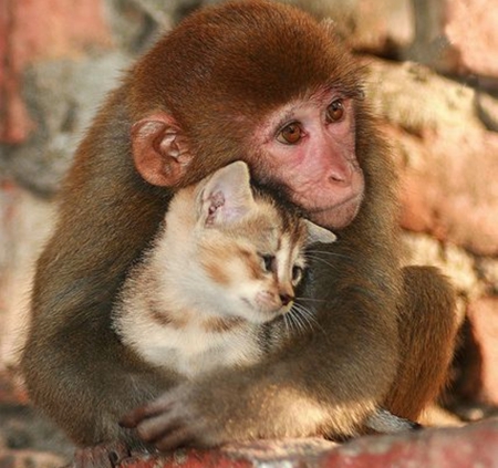 best friends - nature, photography, cute, cats, friends, cool, animals