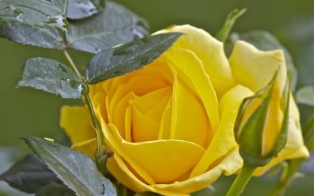 Yellow Rose - one, yellow, rose, beautiful