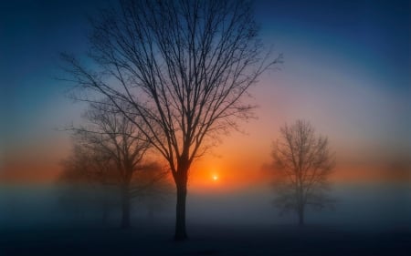 Amazing winter sunset - trees, winter, sunset, fog