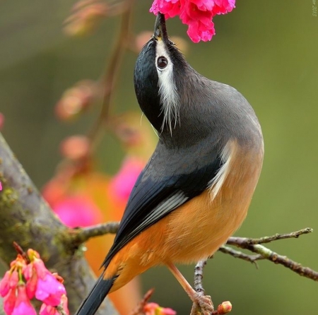 Bird - beautiful, yellow, gray, bird