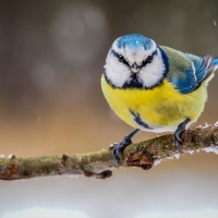 Cute Winter Bird