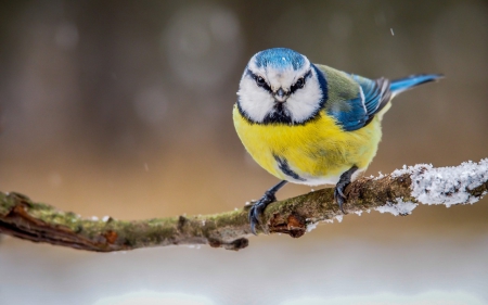 Cute Winter Bird - bird, branch, animal, winter, color, feather