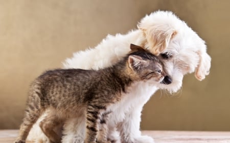 Friendship - dog, friendship, animal, cat