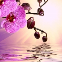 Pink Orchids