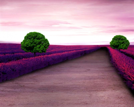 Lavender Trail - lavender, field, trees, nature