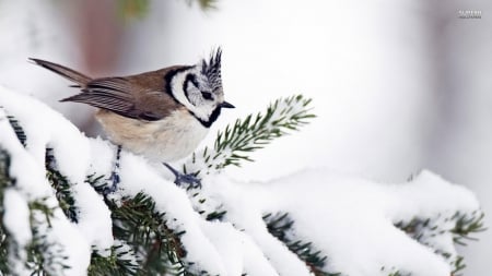 Bird on Snowy Branch - nature, snow, branch, winter, bird