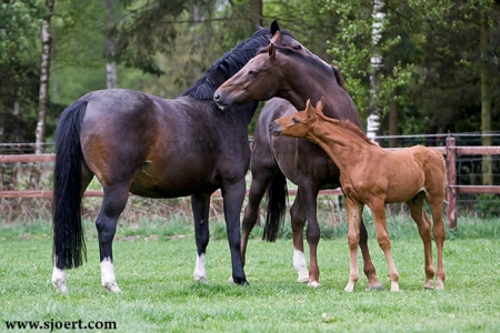 HORSES Grooming - nature, horses, fields, animals, grooming