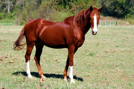 HORSE - nature, horse, lovely, animals