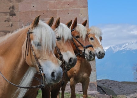 LOVELY HORSES - nature, Horses, animals, sky