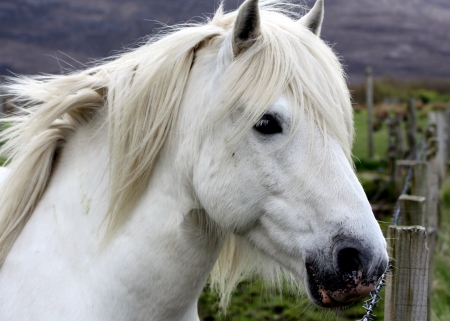 WHITE HORSE - white, nature, fields, horse, animals