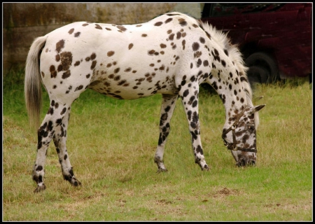 APPALOOSA - nature, horses, fields, appaloosa, animals