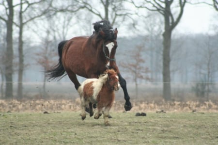 HORSE AND PONY - nature, hose, pony, animals, playing