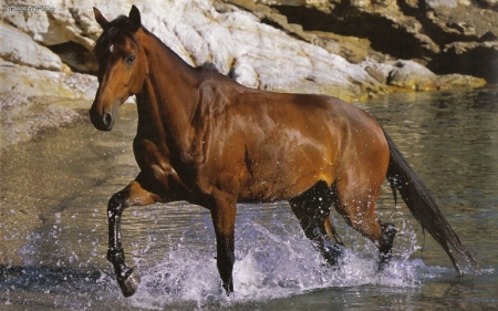 ON A HOT SUMMER DAY - water, nature, summer, Horse, day, animals