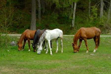 GRAZING HORSES - Grazing, nature, Horses, animals