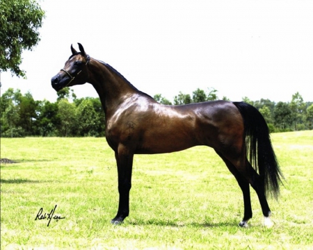 BEAUTIFUL ARABIAN - nature, fields, horse, animals, arabian