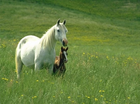 TOGETHER - fields, nature, horses, animals, mother, foal