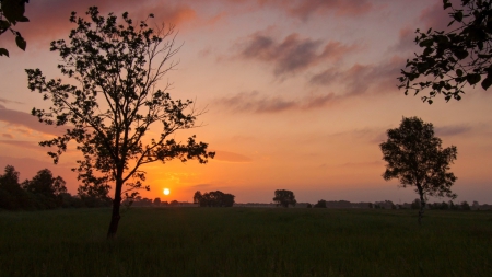 Sunset - trees, sunset, nature, amazing