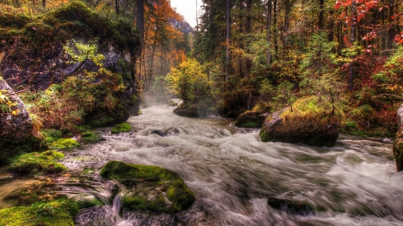 Watercourse - trees, Watercourse, forest, water