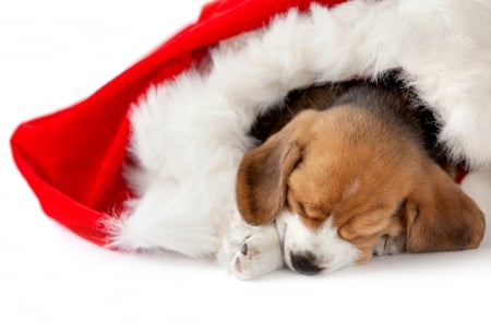 Dreaming of Santa Claus!â™¥ - white, red, brown, petdog, puppy, christmas, sleeping