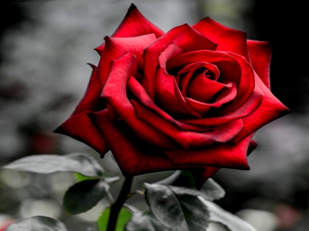 RED ROSE - nature, rose, flower, red