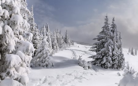 Winter - trees, winter, fir trees, snow, forest, ice, coldness, nature, season, SkyPhoenixX1, frost, woods