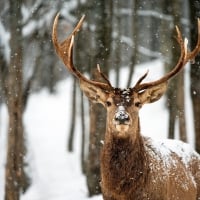 Deer in the snow