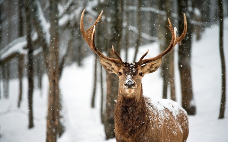 Deer in the snow - buck, winter, snow, HD, forest, wild animals, nature, deer, animals, wildlife, wild, wallpaper