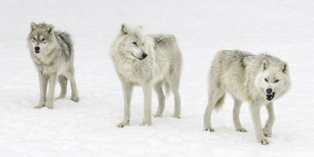 pack - canislupus, wallpaper, black, wolf, wolves, white, wisdom, timber, howling, saying