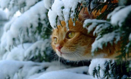 Snow Kitty - cat, animals, snow, winter, cute