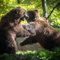 Two Bear Cubs Play Fighting