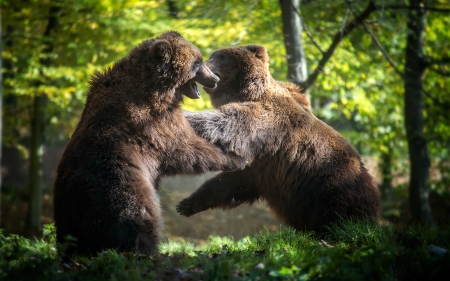 Two Bear Cubs Play Fighting - bears, cubs, animals, fighting