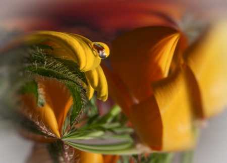 Water drops on yellow petals - leaves, drops, water, macro