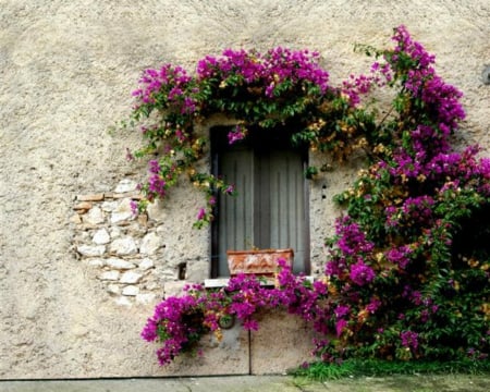 Flower Vine - flowers, vine, window, wall