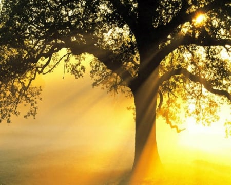 Golden Rays - gold, tree, nature, rays