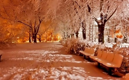 Winter Night - trees, branches, winter, alley, lights, road, snow, park