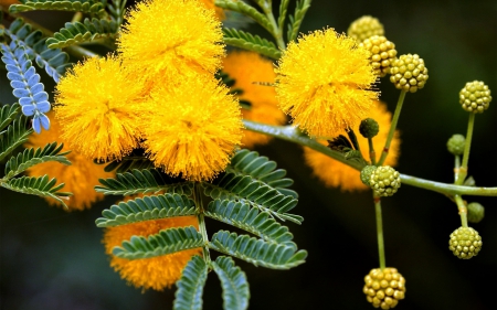 Yellow Flowers - flowers, garden, yellow, beautiful