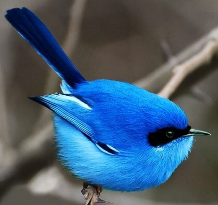 Blue Bird - tree, animal, bird, blue